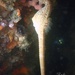 Observation photo