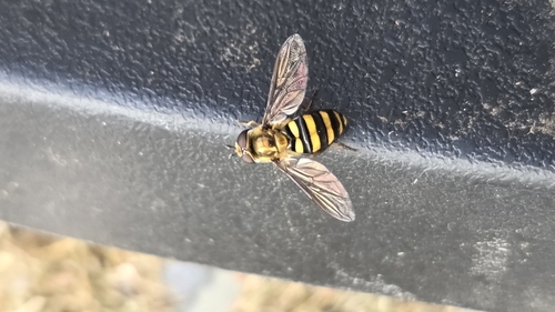Unknown species found near Dubuque, IA 52002, USA
