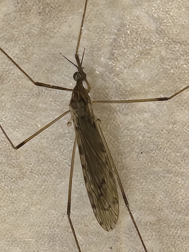 Unknown species found near CONCORD FARR, TN 37922, USA