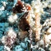 Observation photo