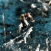 Observation photo