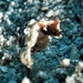 Observation photo