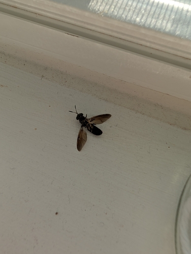 Unknown species found near Frederick, MD 21703, USA