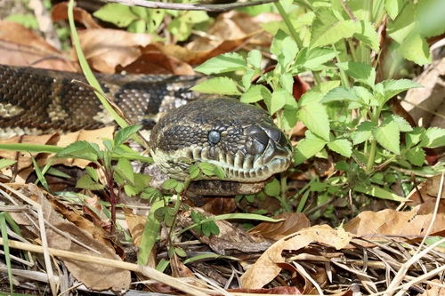 Coastal Carpet Python sighting
