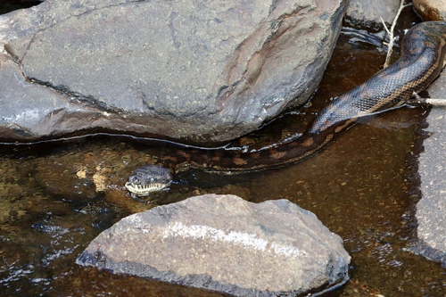 Coastal Carpet Python sighting