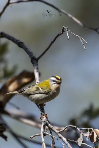 Common Firecrest