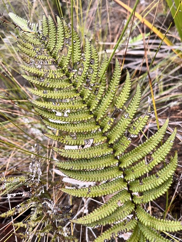 Thelypteris lithophylla