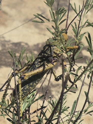 Leprous Milkweed Locust