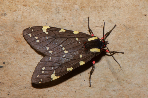 Opharus intermedia