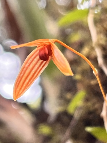 Bulbophyllum montense
