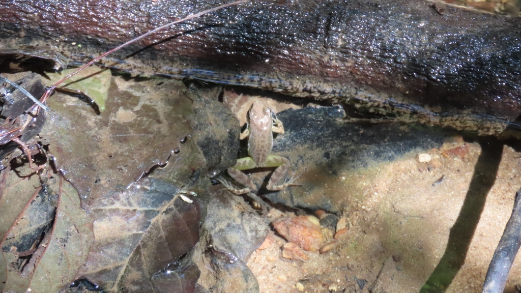 Tree Toad Bc Boraceia Tree Toad from Parque Estadual Carlos Botelho on October 14 ...