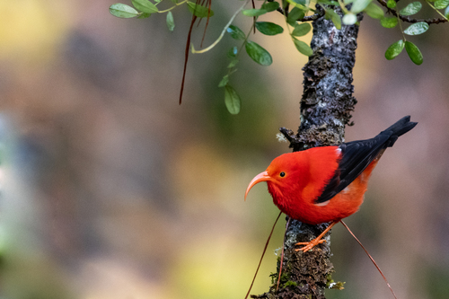 ʻIʻiwi