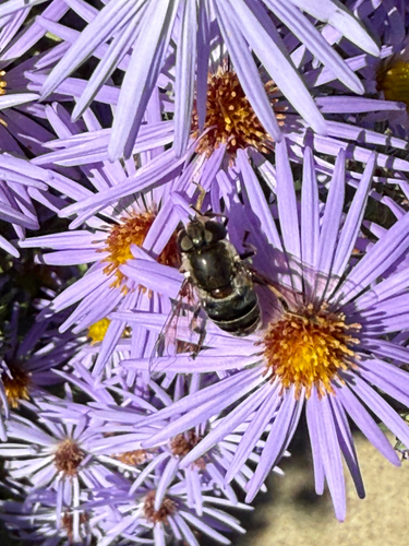 Unknown species found near Tenbury Wells Pl, Aldie, VA, US