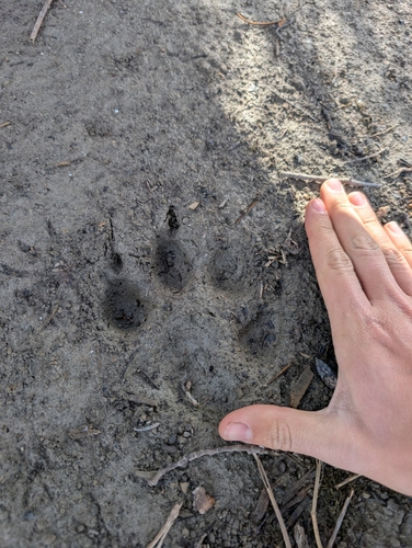 Gray Wolf