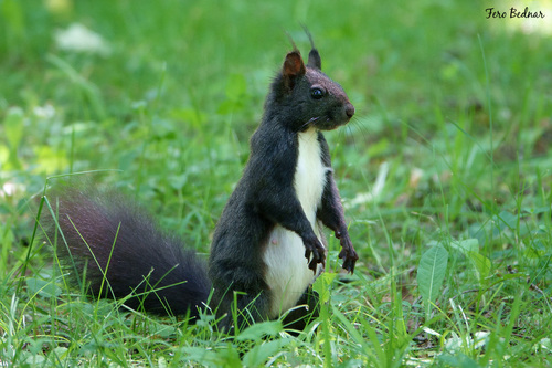 Sciurus vulgaris