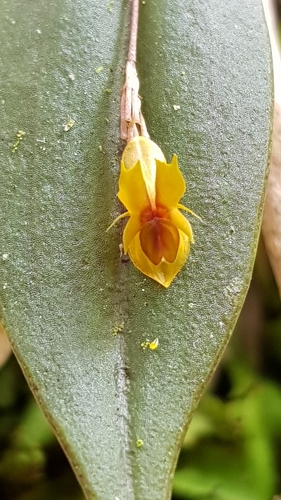 Blunt Point Lepanthes