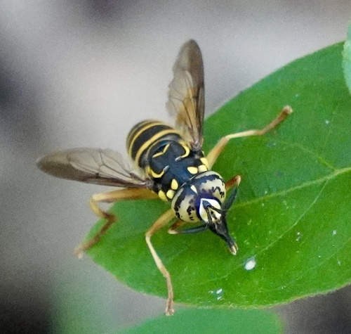 Unknown species found near Cherokee Village, AR, US