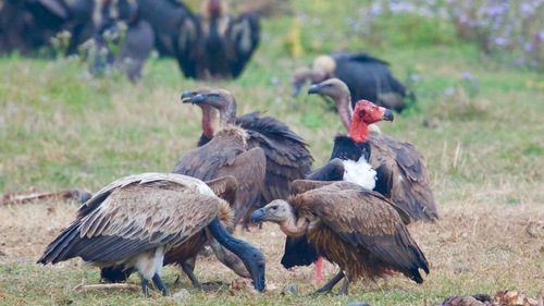 King vulture - Wikipedia