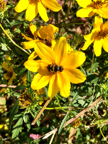 Unknown species found near Meridian Pl, Siloam Springs, AR, US