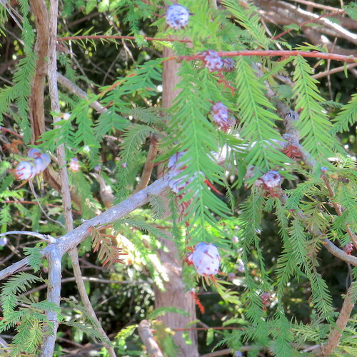 Unknown species found near Taw Caw Creek Park, Summerton, SC 29148, USA
