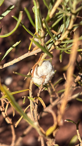 Unknown species found near Palmer Trail, Colorado Springs, CO, US