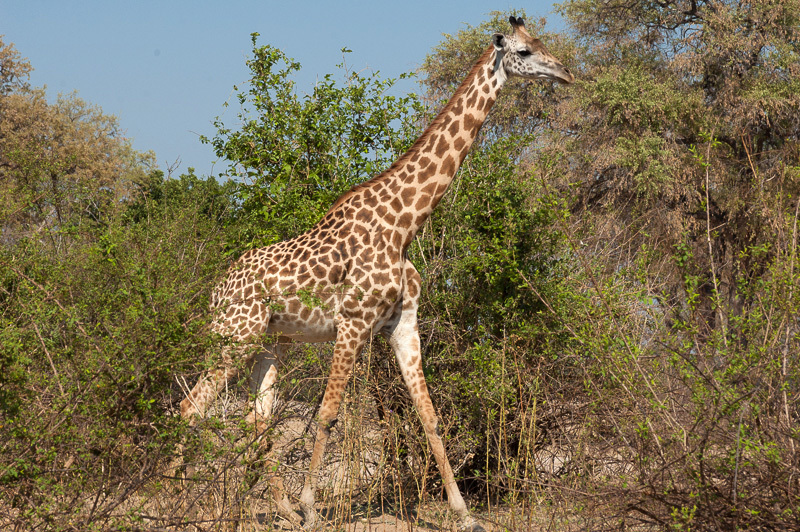 Définition  Girafe - Giraffa camelopardalis - Giraffa giraffa - Giraffa  tippelskirchi