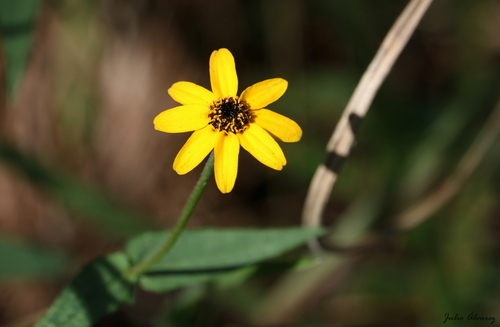 Zinnia maritima