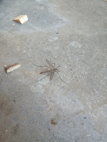 Unknown species found near Clark County, US-WA, US