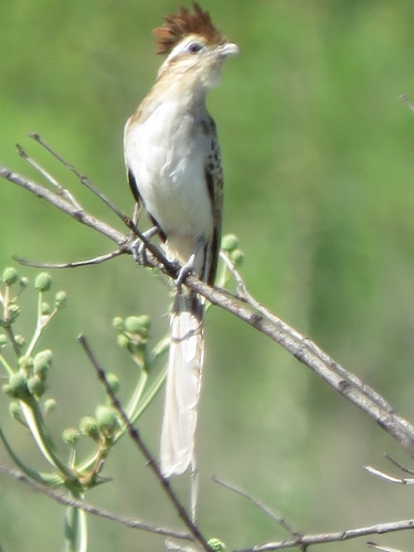 Striped Cuckoo