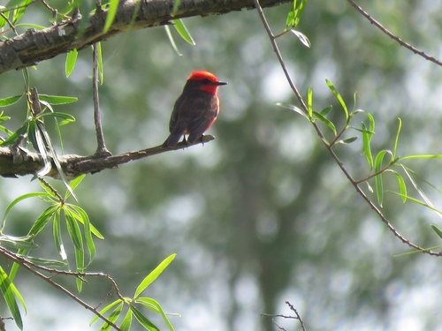 Vermilion Flycatcher