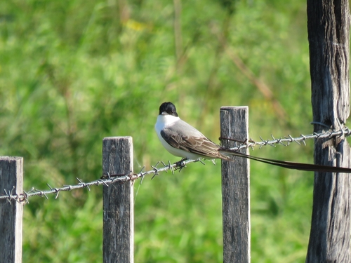 Fork-tailed Flycatcher