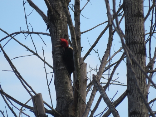 Cream-backed Woodpecker