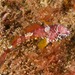 Cryptic Triplefin - Photo (c) Ian Shaw, all rights reserved, uploaded by Ian Shaw