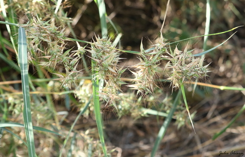 Hyparrhenia variabilis