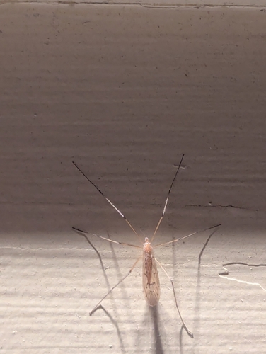 Unknown species found near Somersworth, NH, USA