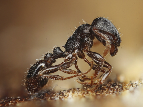 Tetramorium nuotrauka