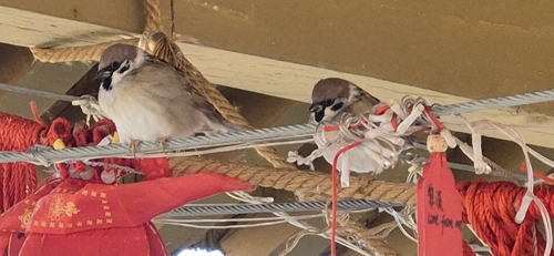 Eurasian Tree Sparrow