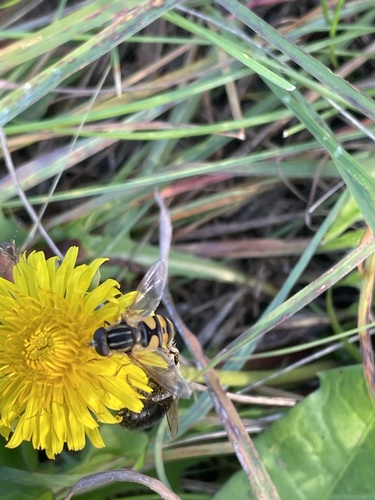 Unknown species found near Minnesota Valley National Wildlife Refuge, Bloomington, MN, US
