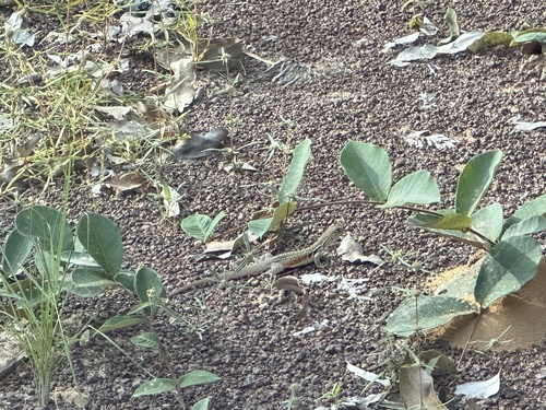 Red-banded Butterfly Lizard