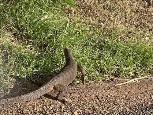 Clouded Monitor