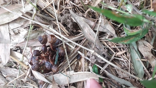 Gastrodia appendiculata