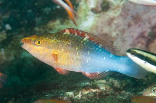 Sixband Parrotfish