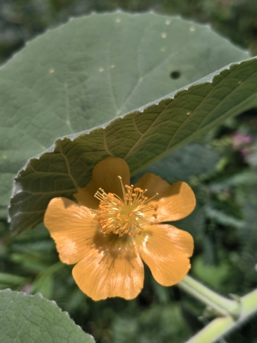 Abutilon pannosum
