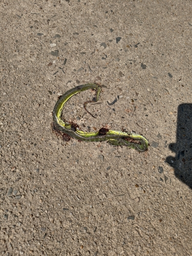 White-lipped Pit Viper