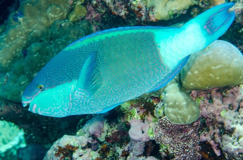 Sixband Parrotfish