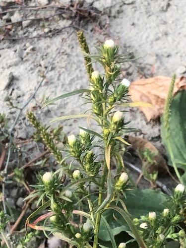 rayless annual aster