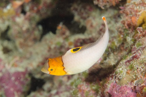 Spotted Parrotfish