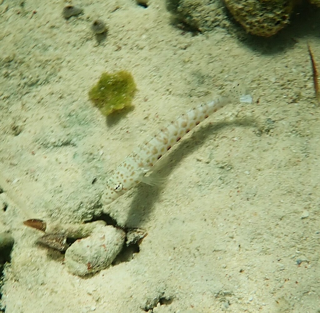 Thousand-spot Grubfish from Desa, Lamanggau, Tomia, Kabupaten Wakatobi ...