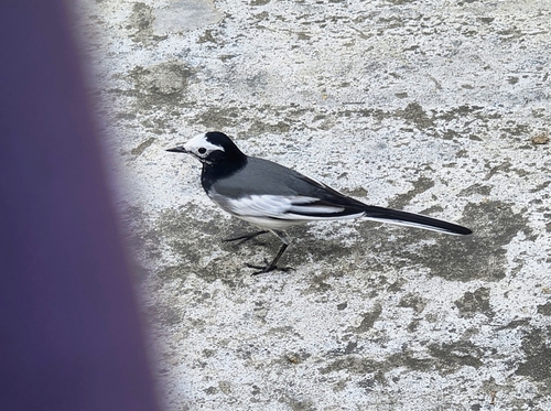 White Wagtail