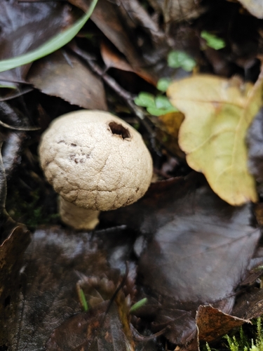 common puffball